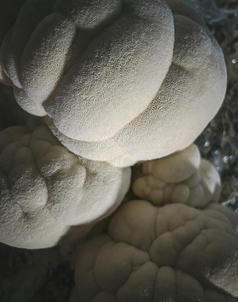 Lions Mane Mushroom